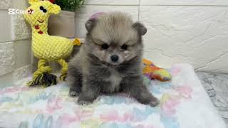 ポメラニアンの動画01