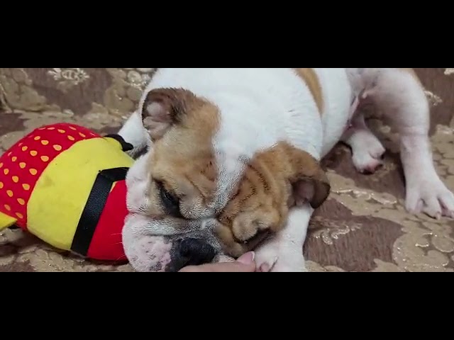 Bulldog Inglés cachorro en venta