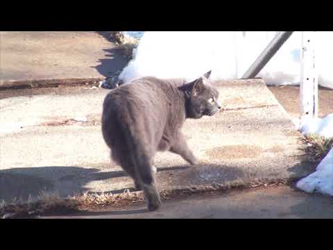 CAT STALKS A SNOW DEER