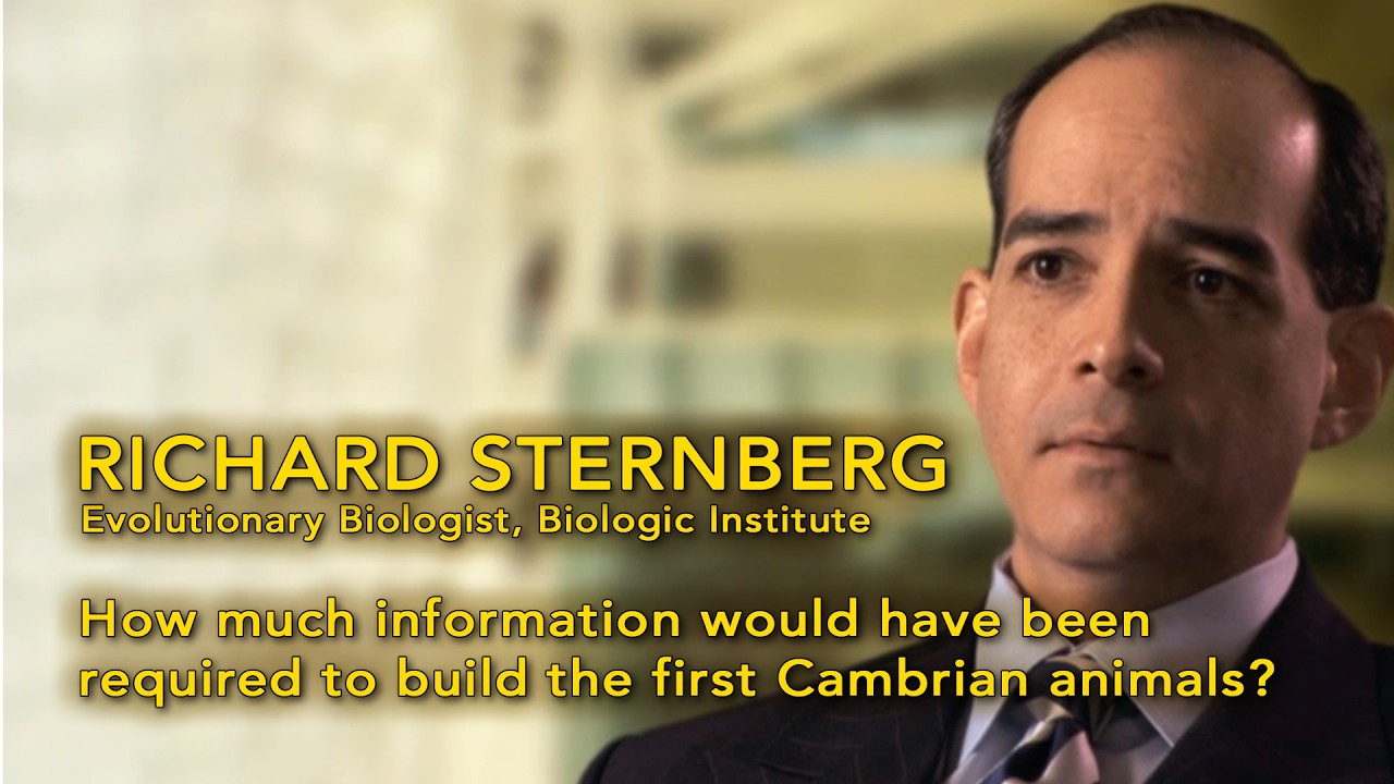 14. How much information would have been required to build the first Cambrian animals?