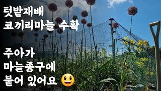 코끼리마늘 수확 / 주아는 마늘 종구 껍질에 붙어 있어요 