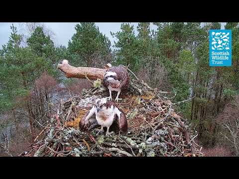 Resident Male Osprey LM12  Returns to the Nest - Loch of the Lowes Webcam (2024)