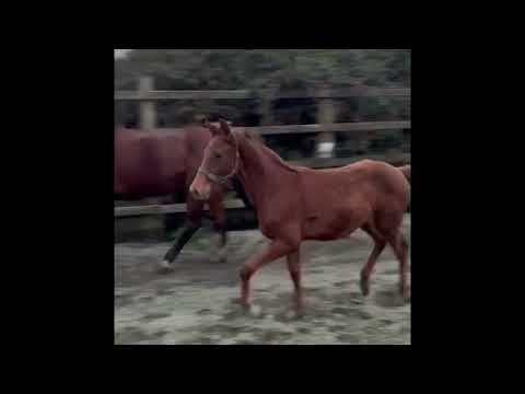 Colt foal - Image 2
