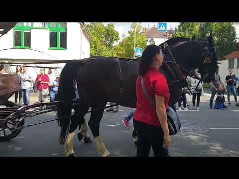 #Winzerfest #Weinfest #Umzug #Bingen am Rhein #Kultur #Tradition Teil 3   11.9.2022