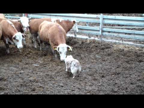 Tully working cattle 2