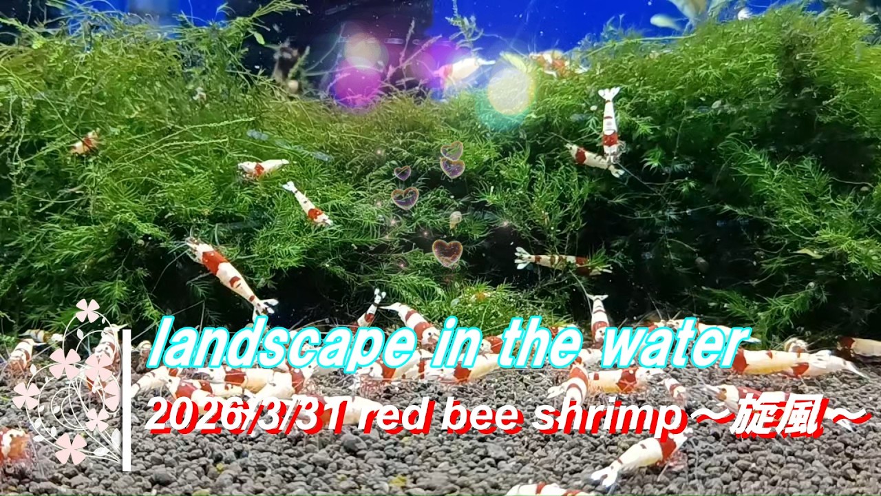 2026/3/31 landscape in the water #レッドビーシュリンプ #旋風 #アクアリウム #aquarium #癒し #healing
