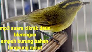Download lagu Blerengan cikrak daun suara burung cikrak daun buat masteran burung bahan mp3