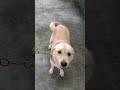 #rebecca #doglovers #playtime