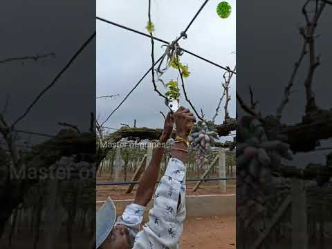 , title : 'Pruning started | grapes stem cutting to get grapes#shorts #new'