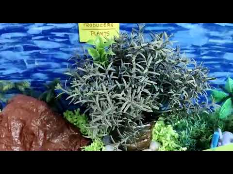 FOOD CYCLE- BY DRISANA