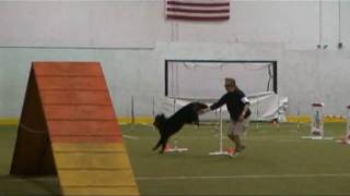 preview picture of video 'Celeste 2yrs Standard Agility Open Belgian Sheepdog 2010'