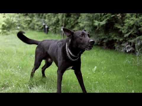 Dogs #dogs #animals #bts #wlid