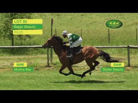 Lot 80 - BAJAN BEAUTY (Mullins Bay - Stolen Beauty) Filly