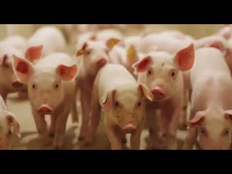 How German Farmers Raise And Process Millions Pigs - Pig Farm | Processing Factory