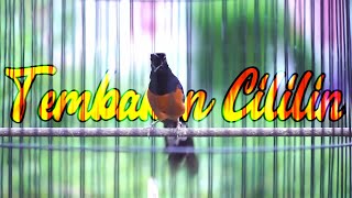 Download lagu PANCINGAN MURAI BATU ISIAN CILILIN PANJANG BIKIN LANGSUNG NYAUT TAMBAH GACOR mp3