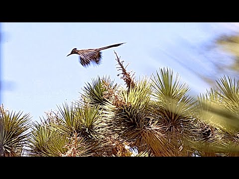 Roadrunners Can Fly, Watch! 🐔😮