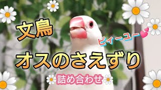 【文鳥】我が家の張り切りボーイたちのさえずり、詰め合わせました♪(広告との音量差注意☆)