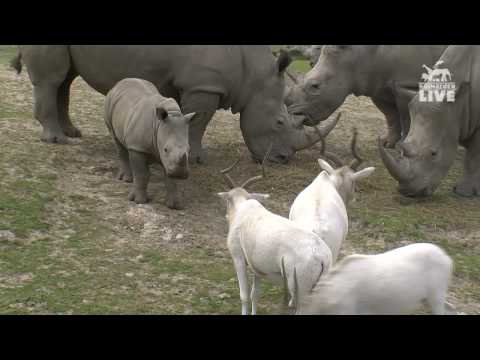 Jala face Addax antelopes