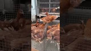 How to sell roosters on the market