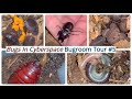 Not Quite a Bugroom Tour 5 von Bugs In C