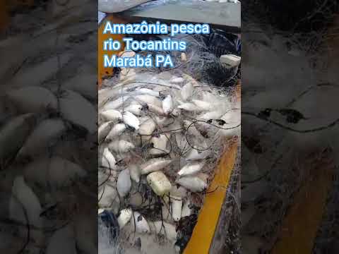 peixe branquinha rio Tocantins Marabá PA Amazônia pesca