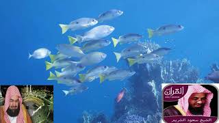 Download lagu Surah Al Kahf With Urdu  Translation  Recitation By  Sheikh Abdur Rahman Sudais and Sheik  Saud mp3