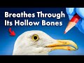 Everything You Didn T Know About Birds