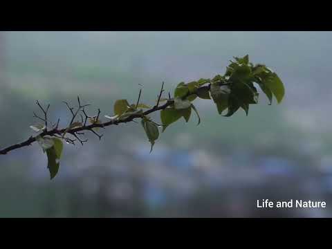 ample time with Rain