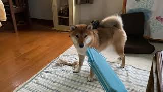 【豆柴】初めてのブラッシング♪ 敵だと思って警戒しまくり💦