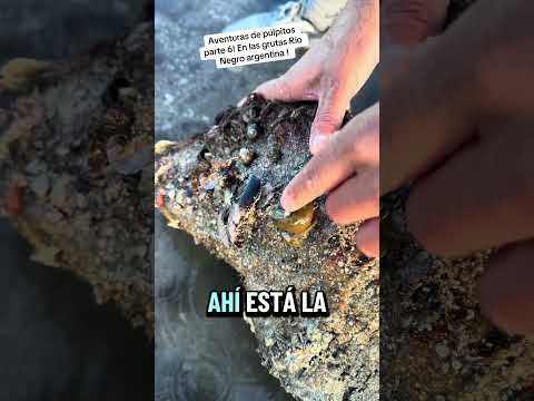 Acá en las grutas Río Negro , a este molusco le llamamos anémona!
