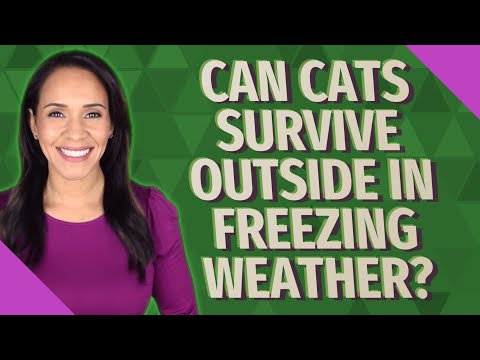Can cats survive outside in freezing weather?