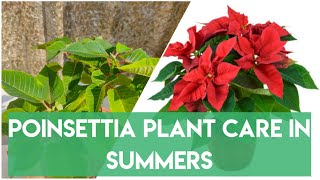 Poinsettia Plant Care | Poinsettia in Summers | Tips & Care | Pruning Poinsettia | #Hindi #Trending