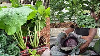 Harvesting KOHL Season Crops with Me Today