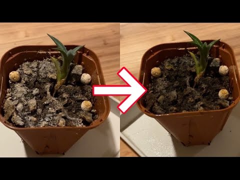 ワインのカビの予防と対策 植物