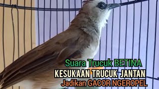 Download lagu trucuk Betina memanggil jantan, Sangat ampuh untuk Pancingan trucukan gacor agar bunyi EMOSI, mp3 Download lagu trucuk Betina memanggil jantan, Sangat ampuh untuk Pancingan trucukan gacor agar bunyi EMOSI, mp3