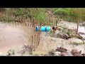 Anaconda snake trap using a chicken as bait