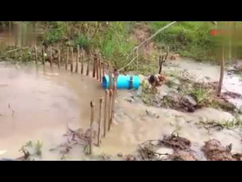 Anaconda snake trap using a chicken as bait