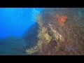 Diving on Elba