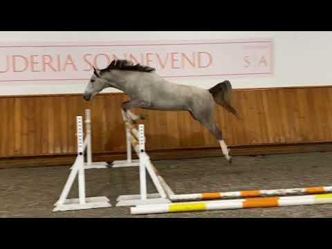 Four Season's SA Z free jumping