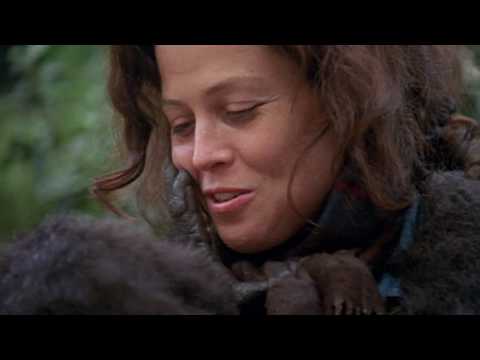 Gorillas in the Mist