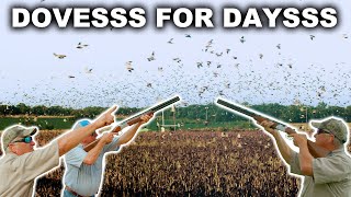 INSANE AMOUNT OF DOVES!! | South Texas Dove Hunt