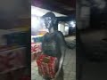 Demi Sebungkus Nasi