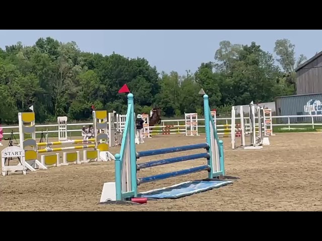 Cheval polyvalent 9 ans