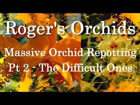 Massive Orchid Repotting - Pt 2 The Difficult Ones