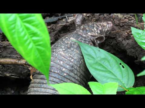 Northern Naked tailed Armadillo close up - Soberania National Park Panama