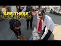 You Won T Believe What Happened When My Huskies Explored London GoPro Captures It All