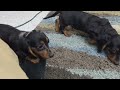 Miniature Dachshund dogs for sale: Becky - Video 1