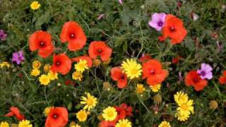 Frank Boeijen - "Wilde Bloemen"