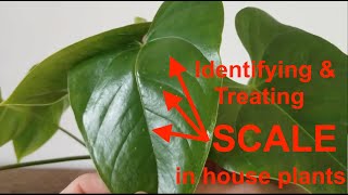Identifying and Treating Scale in House Plants