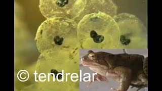 Ponte de grenouille et éclosion de têtards (partie 1)